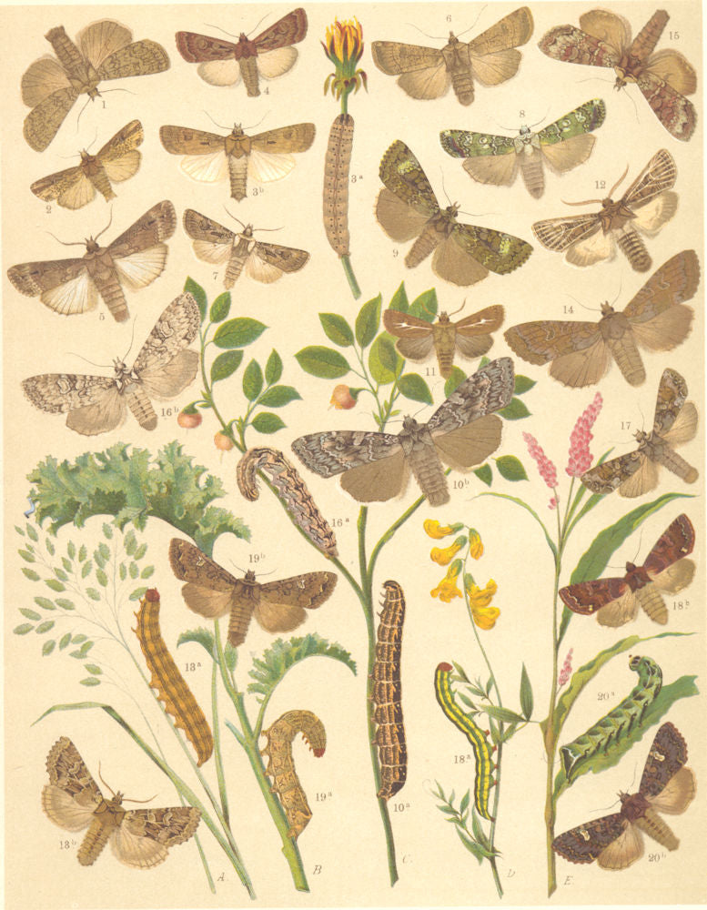 OWL MOTHS. True Lover Knot;Flame;Sword-grass;Turnip,Archer,White Line Dart 1903